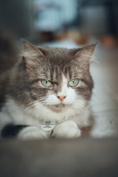 The Cymric cat stock photo.