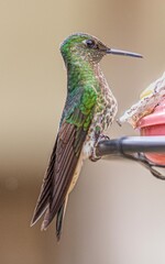 bird violetear hummingbird background wallpaper
