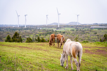 Jeju island,South Korea-March 2021 : White and brown horses in the middle of grass field with windmill views in Jeju Island,South Korea