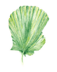 a tropical leaf illustration painted in watercolor style. a taraw palm leaf isolated on white for a decorative element. a collection of plant drawings.