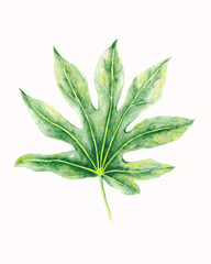 a tropical leaf illustration painted in watercolor style. a finger green leaf isolated on white for a decorative element. a collection of plant drawings.