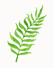 a tropical leaf illustration painted in watercolor style. a kind of jungle fern isolated on white for a decorative element. a collection of plant drawings.