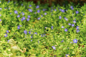 Fototapeta premium Purple wild flowers blooming in the summer garden