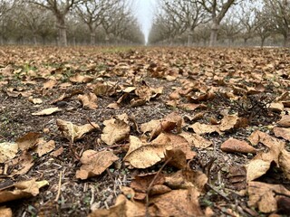 Pistachio Leaves on Ground in Fall