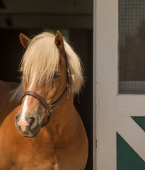 horse portrait shot of haflinger breed of horse head shot of equine light brown in colour with flax...
