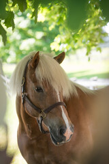 horse portrait shot of halflinger breed of horse head shot of equine light brown in colour with...