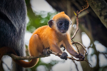 The orange colored baby of the Suntaic Silvered Leaf Monkey.
