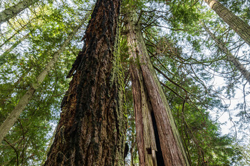 tall red wood tree standing in the forest with hallowed tree trunk