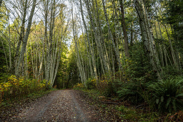 Naklejka premium well paved walking path in the park covered with fall leaves with tall trees on both sides