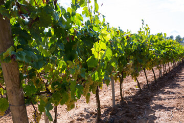 Fototapeta na wymiar Ripe white grapes hanging on green vines ready to be harvested in sunny vineyard ..