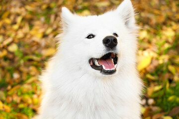 Obraz premium Cute Samoyed dog in autumn park