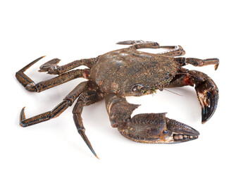 Velvet crab in studio