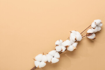 Cotton flowers on beige background