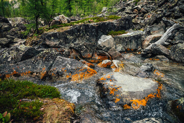 Scenic nature background of turquoise clear water stream among rocks with mosses, lichens and wild flora. Atmospheric mountain landscape with transparent mountain creek. Beautiful mountain stream.