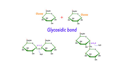 Glycosidic bond