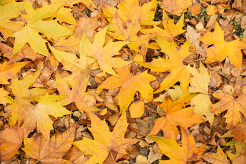 Different fallen leaves in autumn park