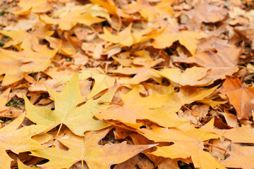 Different fallen leaves in autumn park