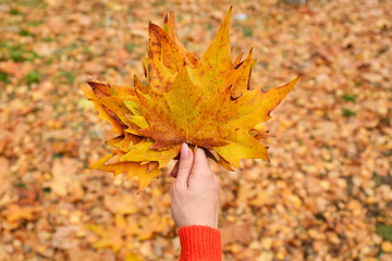 Woman with fallen leaves in autumn park