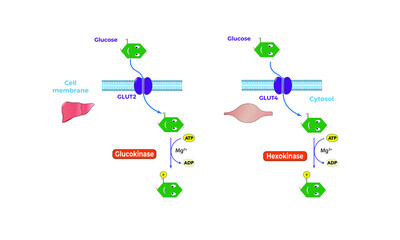Glycokinase and hexokinase [glycogenesis]