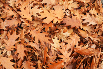 Withered oak leaves in autumn park