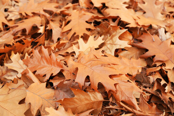 Withered oak leaves in autumn park