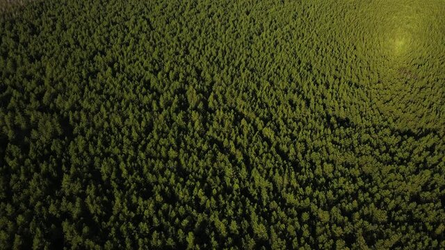 An endless green forest in the Siberian taiga