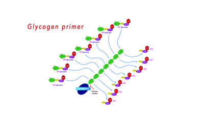 Glycogenin [glycogenesis]