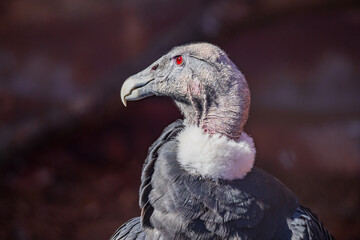 Close up shot of a Andean condor