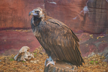 Close up shot of a Cinereous vulture