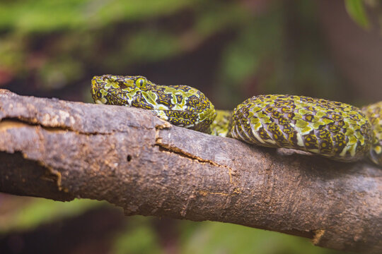 Close Up Shot Of A Mangshan Pit Viper Snake