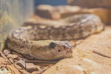 Close up shot of a Crotalus catalinensis snake