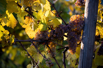 A closeup of fall colors in an Oregon vineyard, golden leaves and clusters of pale grapes glowing in the afternoon sun. 