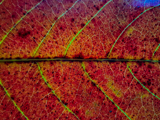 Fototapeta na wymiar full frame of Terminalia catappa red leaves