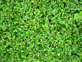 Small green leaves are arranged in a pattern.