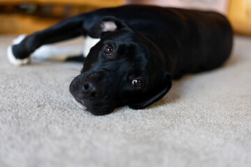 black labrador puppy