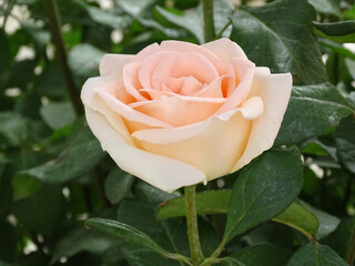 A delicate tea rose among the foliage, the only flower