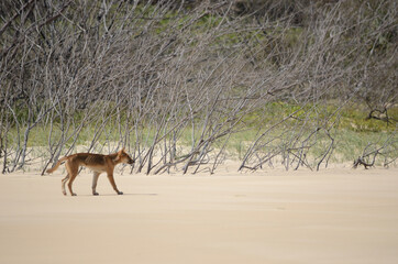 dingo