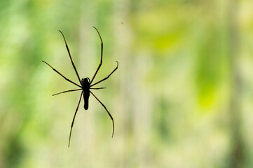 Spiders are air-breathing arthropods that have eight legs. Here is a spider on its web with some parts in focus.