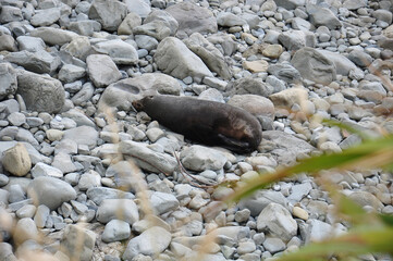 View of seal resting on a rocky beach in Peninsula Walkway Seal Spotting in Kaikoura, New Zealand