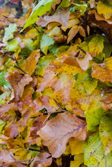 autumn leaves background