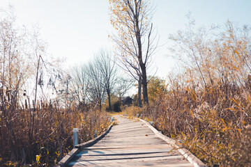 Fototapeta premium Rickety boardwalk through the edge of the forest. Blue sky with leafless tress. Shadows from the overhead sun. Quiet and peaceful atmosphere. 