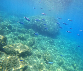 Underwater world of Mediterranean Sea. Near Marmaris, Turkey