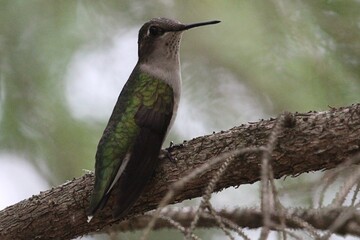 petite femelle colibris a gorge rubis