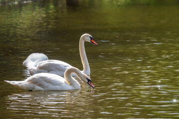 Fototapeta premium Two graceful white swans swim in the dark water.