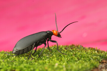 A blister beetle is foraging on mossy ground. This insect has the scientific name Epicauta hirticornis.
