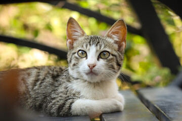 Naklejka na ściany i meble cat in the garden, cute kitten, cat behaviour, cute pet.