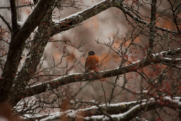 robin in the snow