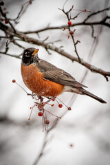 The Proud Robin