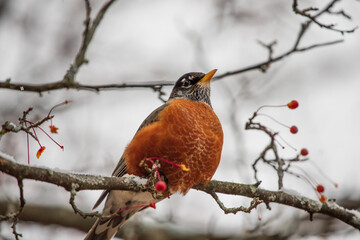 robin on a branch