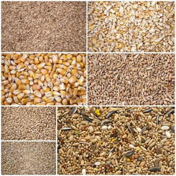 cereals for animal food